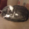 SmugMug > all-time keyword > skittles > Skittles curled up on the couch (Jan09)
